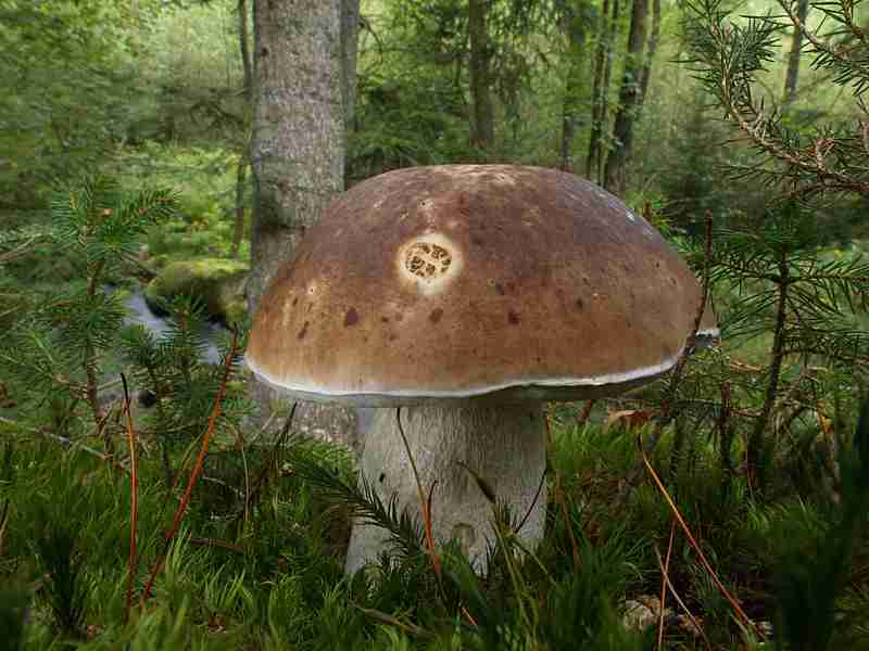  Image name: 226 Porcino.jpg 
 width: 800 pixel 
 height: 600 pixel 
 Size: 38423 bytes 
 Click to enlarge 